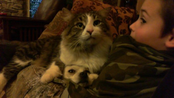 80 Cats Who Use Dogs As Pillows