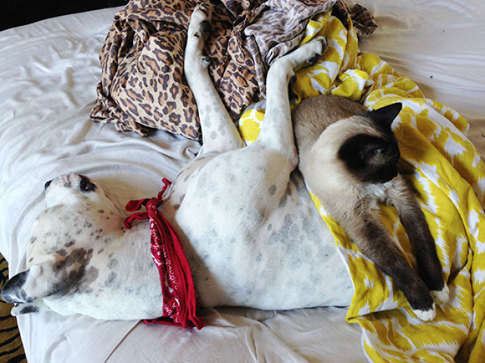 80 Cats Who Use Dogs As Pillows