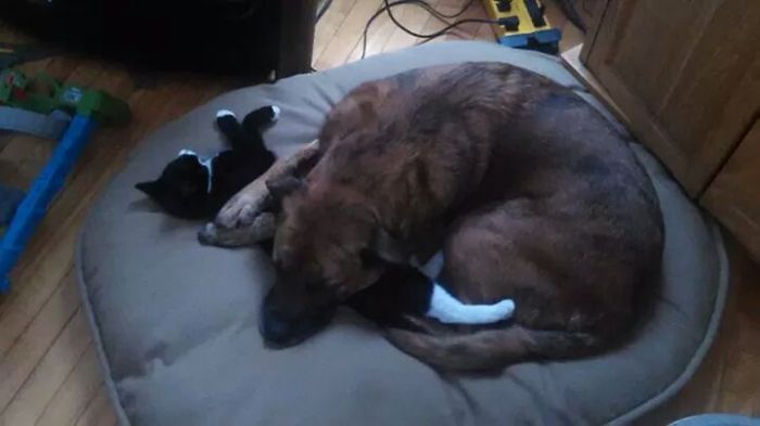 80 Cats Who Use Dogs As Pillows