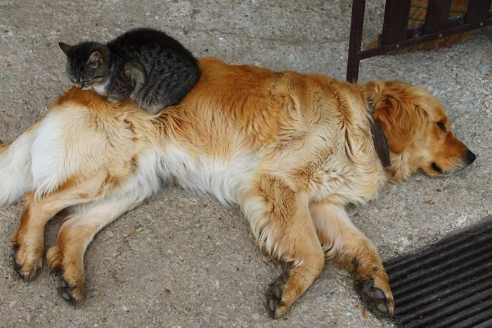 80 Cats Who Use Dogs As Pillows