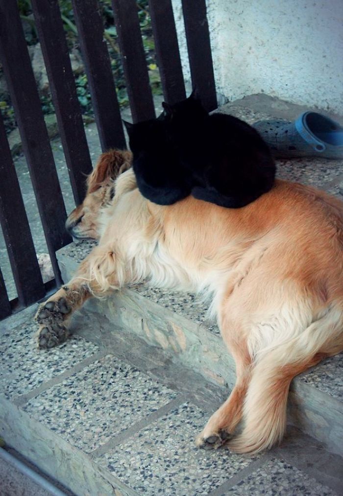 80 Cats Who Use Dogs As Pillows