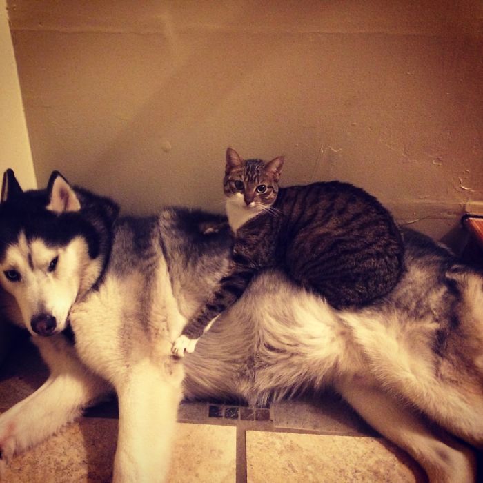 80 Cats Who Use Dogs As Pillows