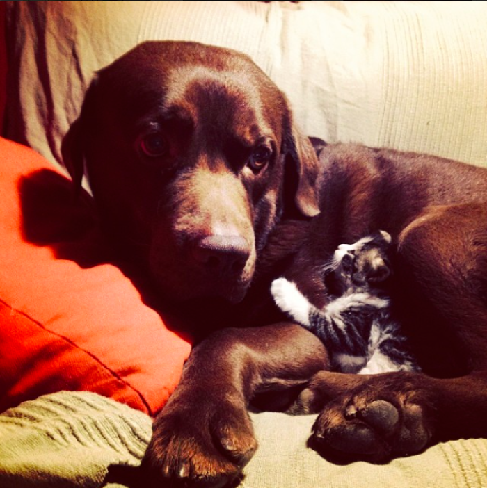 80 Cats Who Use Dogs As Pillows