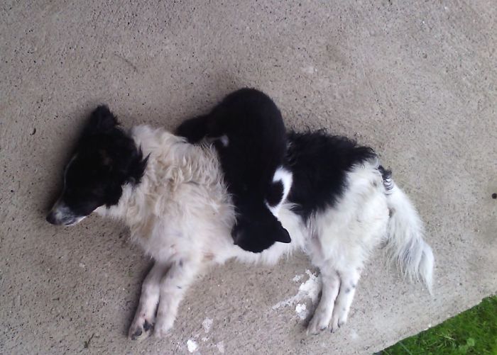 80 Cats Who Use Dogs As Pillows
