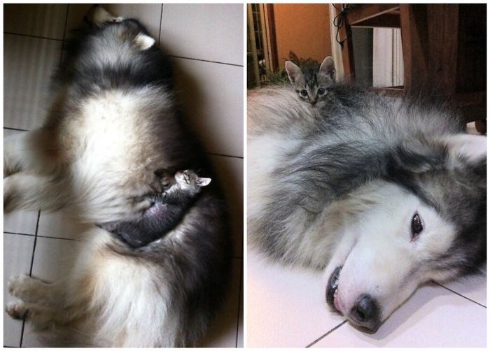 80 Cats Who Use Dogs As Pillows