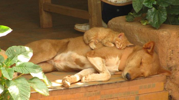 80 Cats Who Use Dogs As Pillows