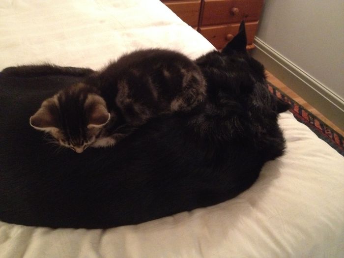 80 Cats Who Use Dogs As Pillows