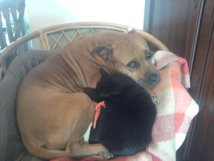 80 Cats Who Use Dogs As Pillows