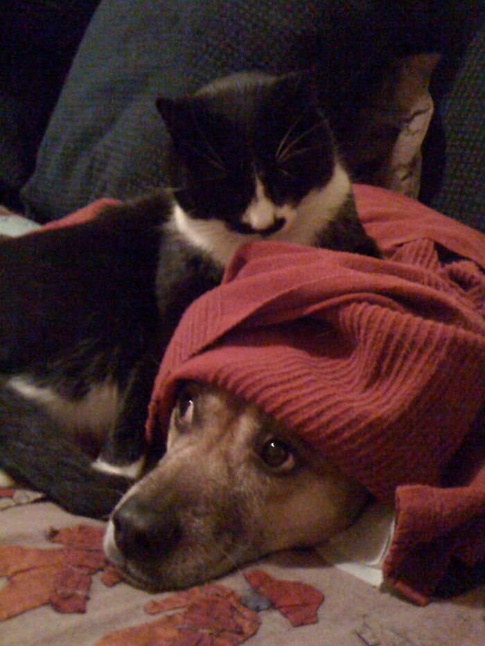 80 Cats Who Use Dogs As Pillows