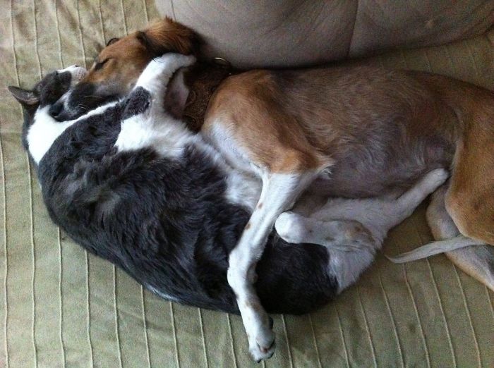 80 Cats Who Use Dogs As Pillows