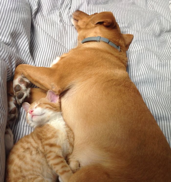 80 Cats Who Use Dogs As Pillows