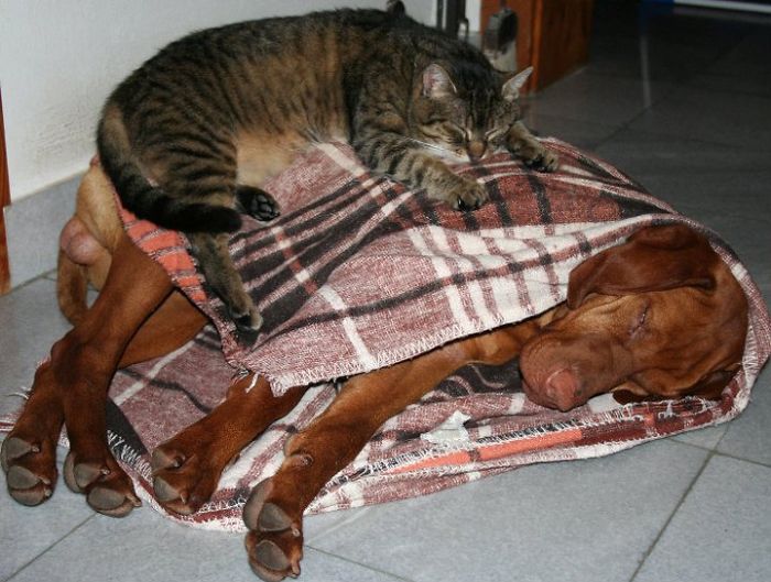80 Cats Who Use Dogs As Pillows