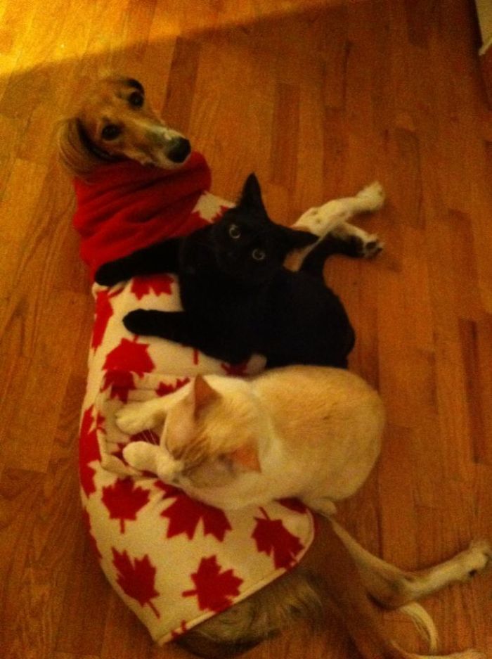 80 Cats Who Use Dogs As Pillows