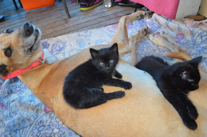 80 Cats Who Use Dogs As Pillows