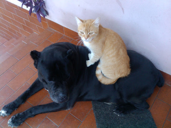 80 Cats Who Use Dogs As Pillows