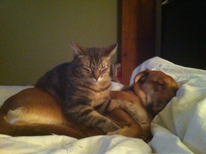 80 Cats Who Use Dogs As Pillows