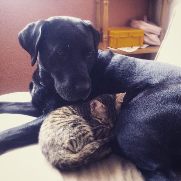 80 Cats Who Use Dogs As Pillows