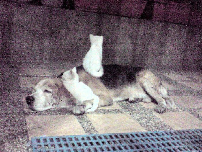 80 Cats Who Use Dogs As Pillows