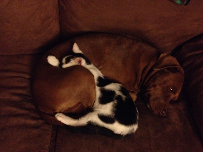 80 Cats Who Use Dogs As Pillows