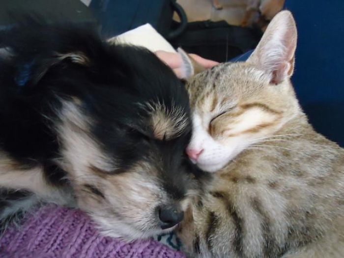 80 Cats Who Use Dogs As Pillows