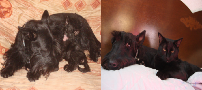 80 Cats Who Use Dogs As Pillows