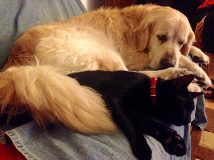 80 Cats Who Use Dogs As Pillows