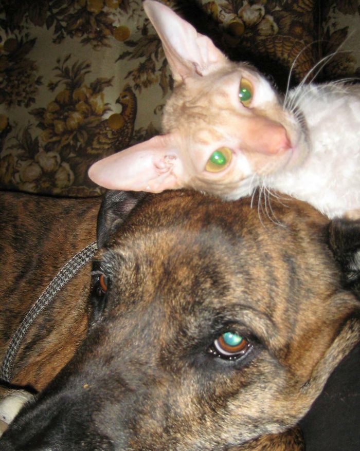 80 Cats Who Use Dogs As Pillows