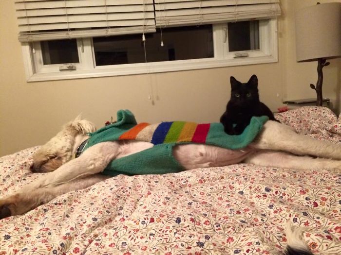 80 Cats Who Use Dogs As Pillows