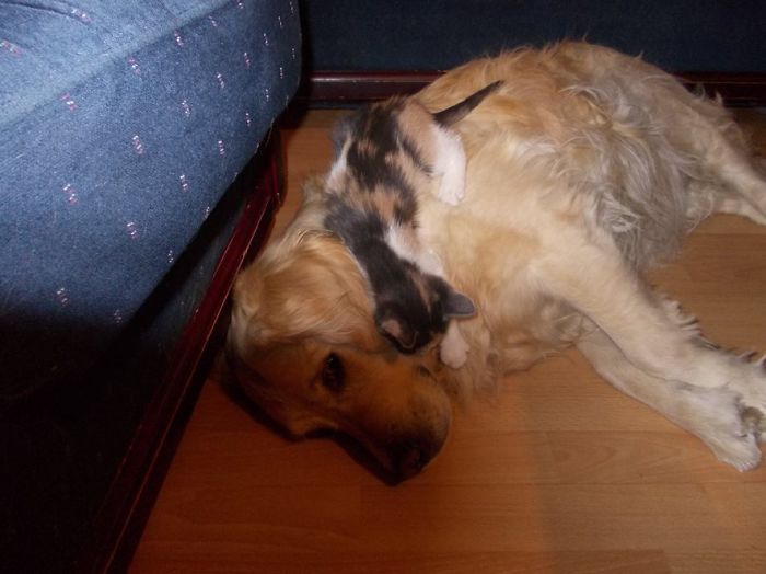 80 Cats Who Use Dogs As Pillows