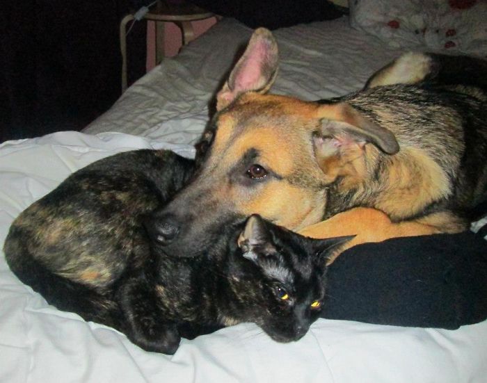 80 Cats Who Use Dogs As Pillows
