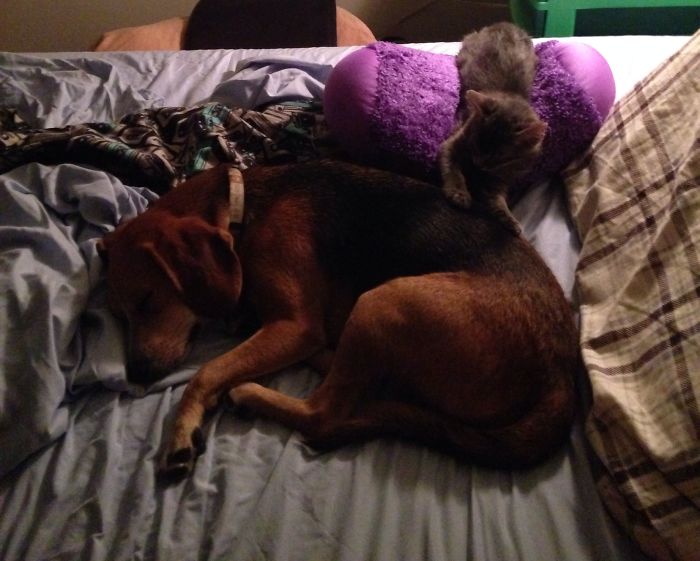 80 Cats Who Use Dogs As Pillows