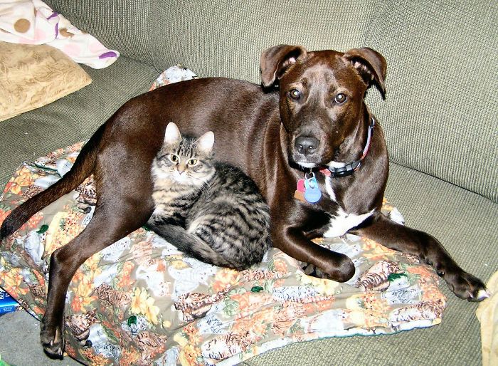 80 Cats Who Use Dogs As Pillows