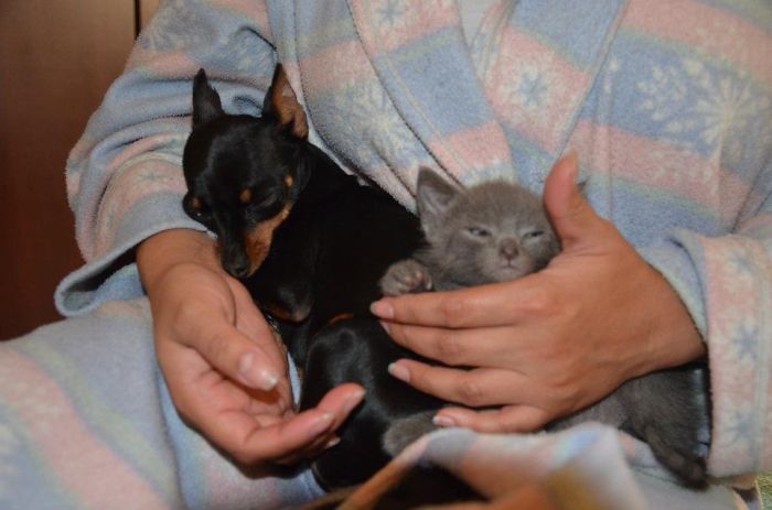 80 Cats Who Use Dogs As Pillows