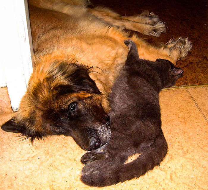 80 Cats Who Use Dogs As Pillows