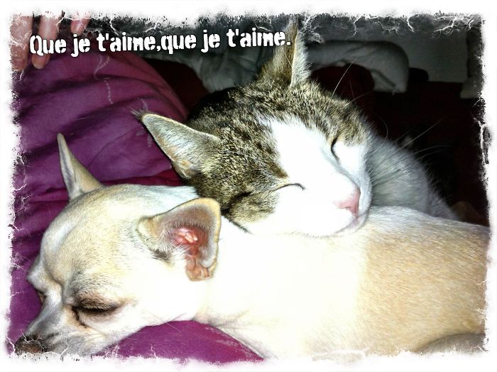 80 Cats Who Use Dogs As Pillows