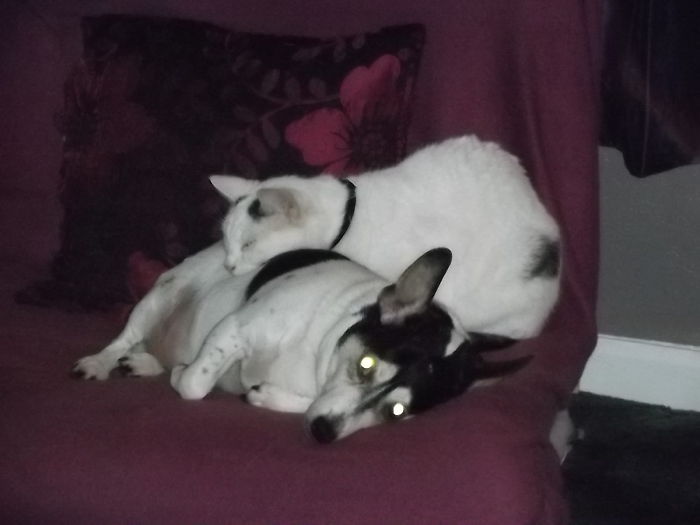80 Cats Who Use Dogs As Pillows