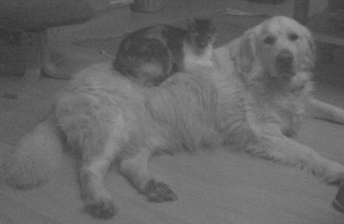 80 Cats Who Use Dogs As Pillows