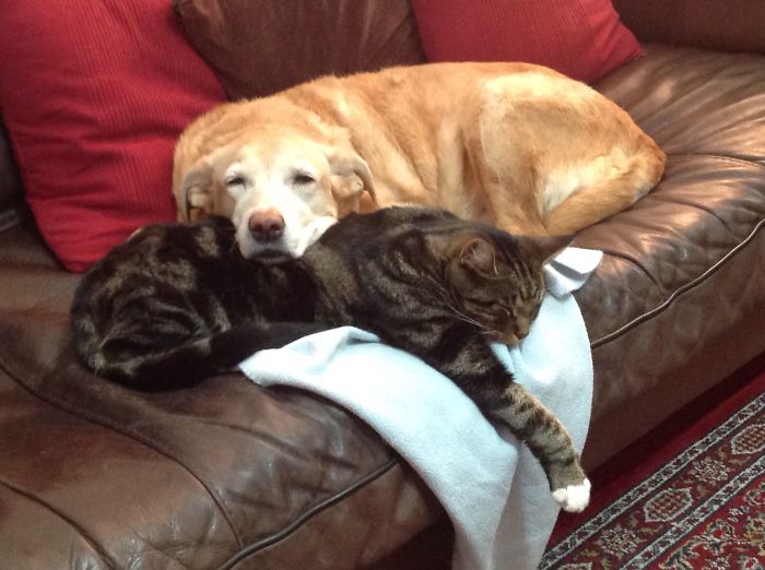 80 Cats Who Use Dogs As Pillows