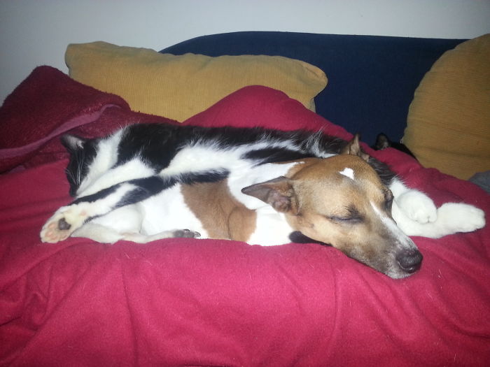 80 Cats Who Use Dogs As Pillows