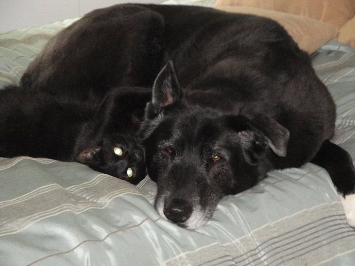 80 Cats Who Use Dogs As Pillows