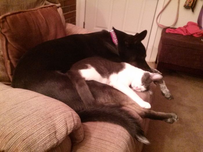 80 Cats Who Use Dogs As Pillows