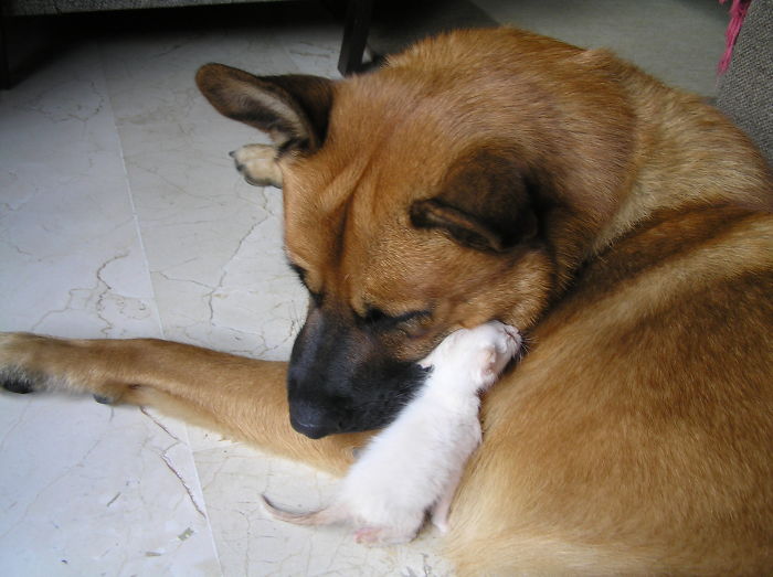 80 Cats Who Use Dogs As Pillows