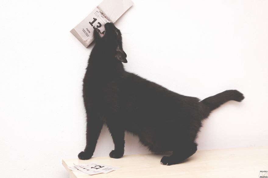 Black Cats Don&#8217;t Have Anything To Do With Bad Luck