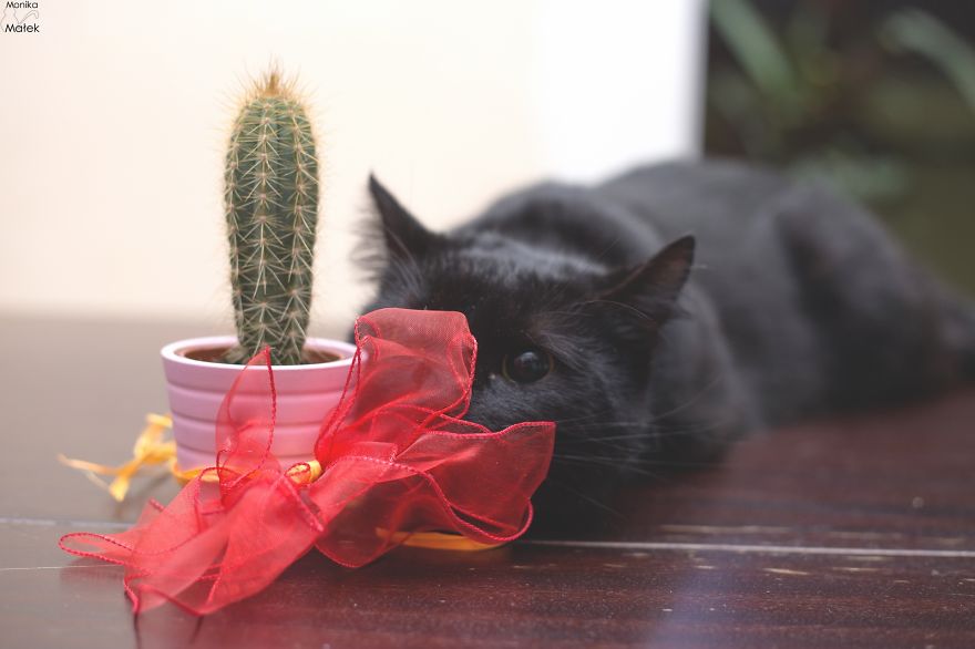 Black Cats Don&#8217;t Have Anything To Do With Bad Luck