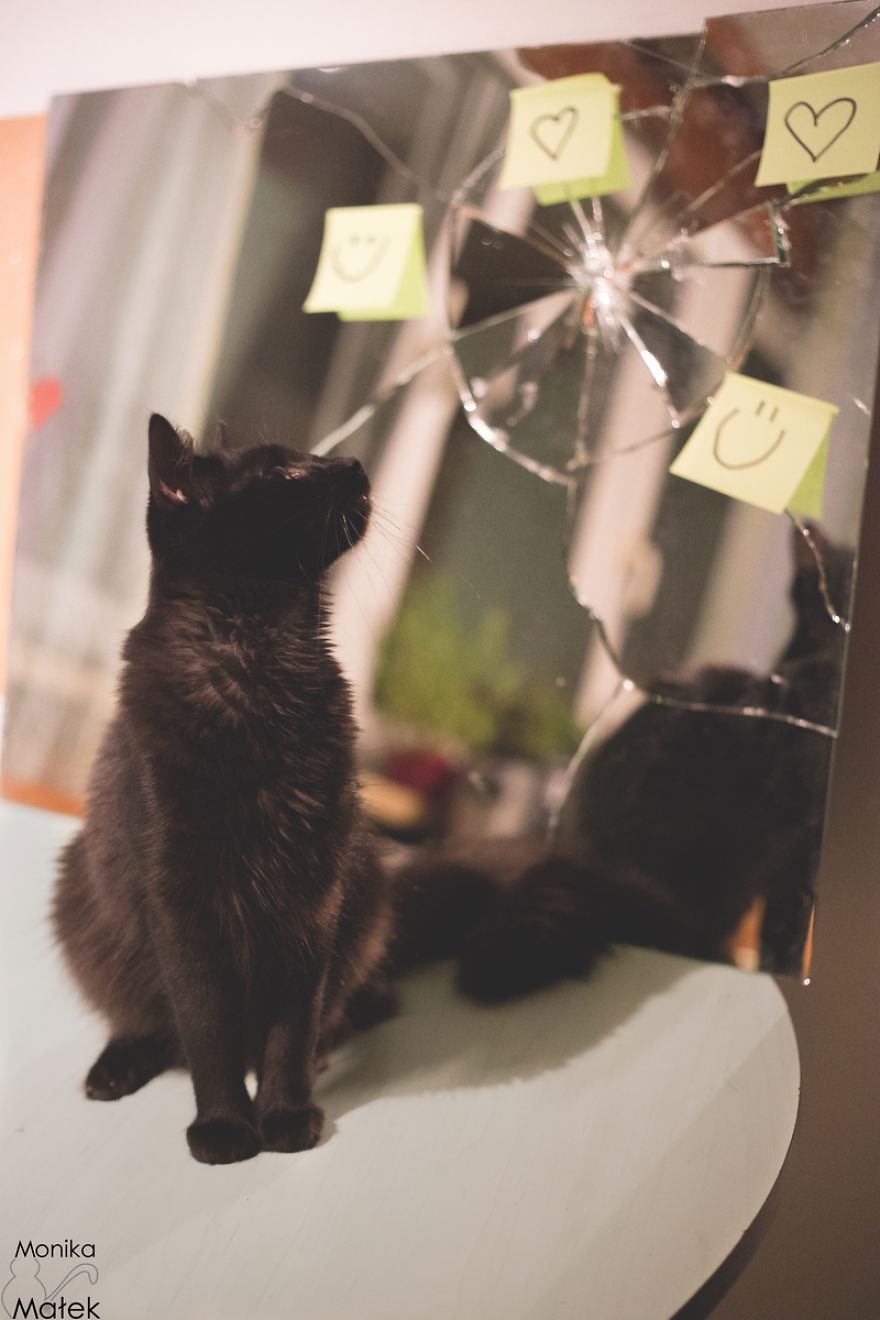 Black Cats Don&#8217;t Have Anything To Do With Bad Luck
