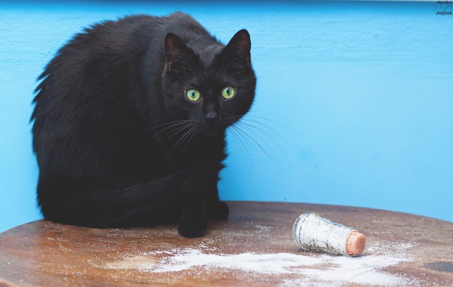 Black Cats Don&#8217;t Have Anything To Do With Bad Luck