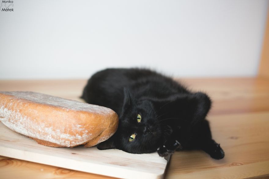 Black Cats Don&#8217;t Have Anything To Do With Bad Luck