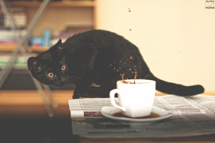 Black Cats Don&#8217;t Have Anything To Do With Bad Luck
