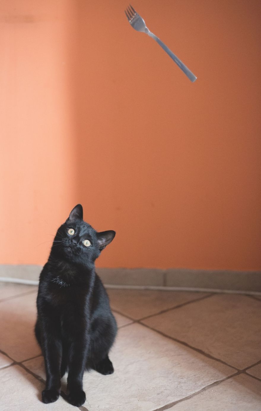 Black Cats Don&#8217;t Have Anything To Do With Bad Luck
