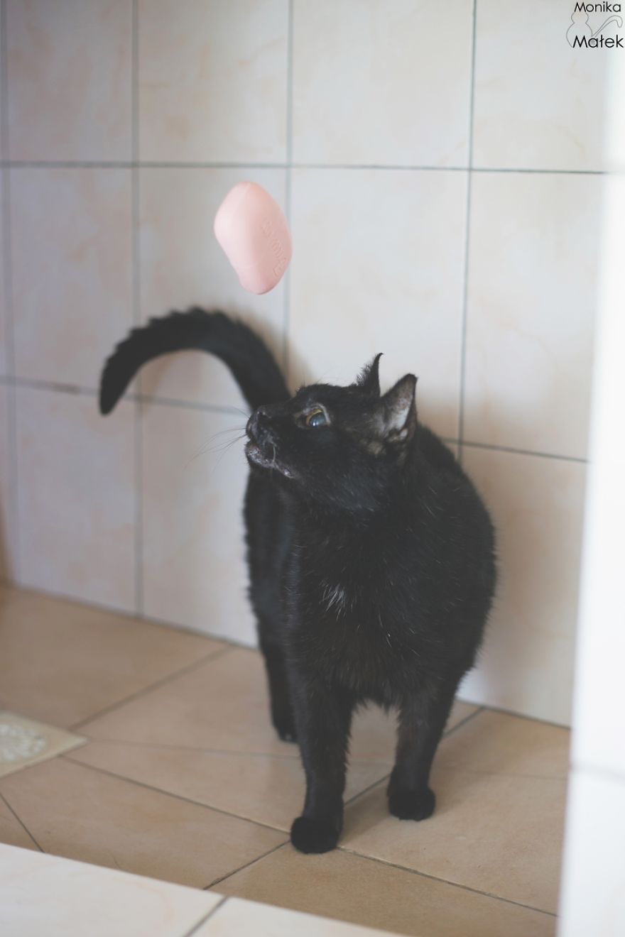 Black Cats Don&#8217;t Have Anything To Do With Bad Luck